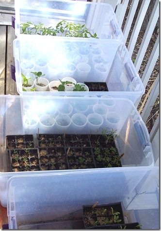 Seed starting saves you money over time, but getting the set up can be costly. Here are some DIY mini greenhouses and cheap mini greenhouses for seed starting. These are great home garden projects and easy greenhouse ideas for seedlings. Plants For Container Gardening, Beginner Garden, Garden Entertaining, Diy Mini Greenhouse, Vegtable Garden, Cheap Greenhouse, Gardening Tricks, Winter Greenhouse, Best Greenhouse