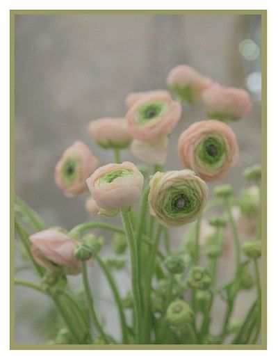 Ranunculus asiaticus (Persian Buttercup) by contentinacottage #Flower #Persian_Buttercup Persian Buttercup, Ranunculus Flowers, Have Inspiration, The Secret Garden, Deco Floral, Flowers Plants, Delphinium, Ranunculus, Beautiful Blooms