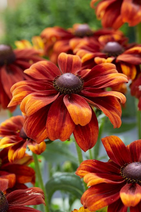 Rudbeckia Flower, Adam Drive, Cherry Brandy, Dark Autumn, Plant Ideas, Sun Plants, Windsor Castle, Garden Soil, Garden Flowers