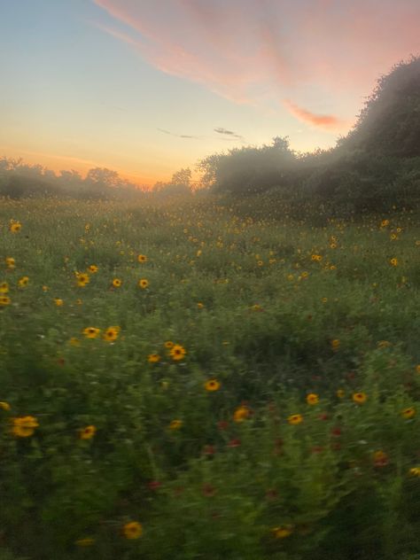 Meadow With Wildflowers, Hunters Eyes, Meadow Core, Kendall Core, Sunflower Field Aesthetic, Sunflowers Aesthetic, Meadow Aesthetic, Dreamy Meadow, Meadow Sunset