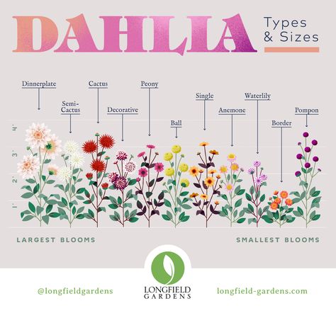 The world of dahlias is a big one and it can be overwhelming. There are hundreds of different varieties to choose from, each with its own unique style and irresistible appeal. We have created this infographic to help you find your way and make it a little easier to compare one variety with another. Seeing relative flower sizes and heights for each type of dahlia will help you visualize the full grown plant and have a better idea what to expect. Dahlia Flower Garden, Longfield Gardens, Dahlias Garden, Garden Bulbs, Cut Flower Garden, Spring Plants, Find Your Way, Home Landscaping, Dahlia Flower