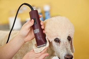 10 Best Professional Dog Clippers in 2022 - Guide & Reviews | Hepper Dog Grooming Diy, Pet Grooming Business, Dog Grooming Clippers, Grooming Business, Dog Grooming Shop, Dog Grooming Salons, Dog Clippers, Dog Grooming Tips, Friend Zone