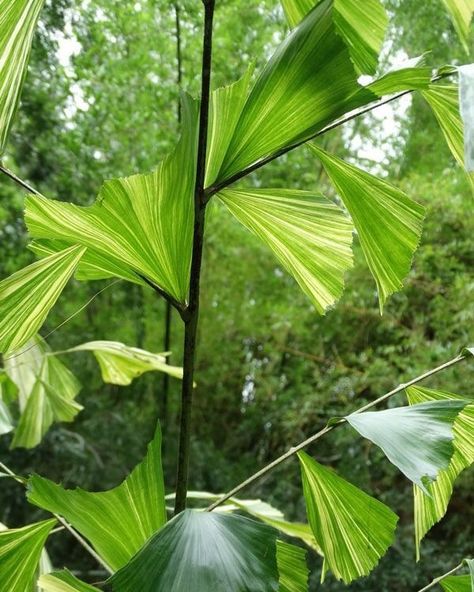 Fishtail Palm Tree, Caryota Mitis, Sf House, Large Leaf Plants, Fishtail Palm, Lime Cream, Zone 10, Fish Tail, Unique Trees