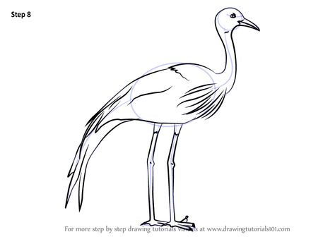 Learn How to Draw a Blue Crane (Birds) Step by Step : Drawing Tutorials Blue Crane Drawing, How To Draw A Crane Bird, Blue Crane Bird, Bird Drawing Easy, Crane Drawing, South Africa Art, Blue Crane, Africa Day, South African Design