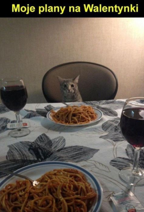 Russian Blue Cat, Valentines Day Dinner, Bad Cats, Date Dinner, Russian Blue, Funny Cat Memes, Funny Cat Pictures, Romantic Dinners, Cat Sitting