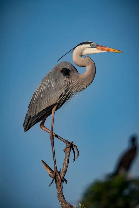 Blue Heron Bird, Blue Heron Photography, Great Blue Heron Drawing, Great Blue Heron Photography, Great Blue Heron Art, Herring Bird, Heron Symbolism, Crane Pictures, Blue Heron Tattoo