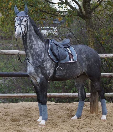 Pretty Horse Tack, Dapple Grey Horse, Dapple Grey Horses, Horsey Life, Horse Riding Aesthetic, Gray Horse, Warmblood Horses, Jumping Horse, Show Jumping Horses