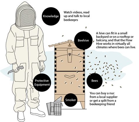 Getting Started Beekeeping - Flow Hive Flow Hive Beekeeping, Honey Branding, Bee Equipment, Male Bee, Drone Bee, Flow Hive, Keeping Bees, Types Of Bees, Beekeeping For Beginners