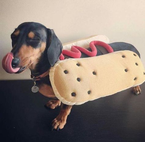 The 55+ Greatest Dachshund Costumes EVER | Page 8 of 18 | The Paws Hot Dog Costume, Dachshund Costume, Hotdog Costume, Doxie Puppies, Long Haired Dachshund, Weenie Dogs, Mini Dachshund, Dog Halloween Costumes, Dachshund Puppies