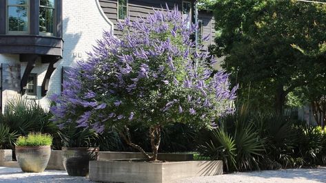 Vitex Tree, A Texas Superstar – The Dallas Garden School Vitex Chaste Tree, Vitex Tree, Texas Lilac Vitex Tree, Texas Trees, Grapevine Texas, Vitex Agnus Castus, Chaste Tree, Decatur Texas, Growing Cucumbers