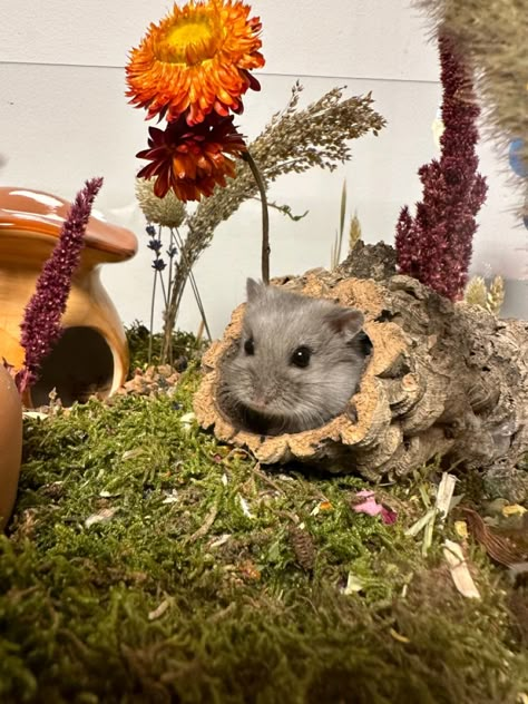 Small Hamster Cage Ideas, Naturalistic Hamster Enclosure, Victoria Rachel Hamster, Hamster Cage Aesthetic, Hamster Aesthetic Cage, Aesthetic Hamster Cage, Hamster Sprays, Cute Hamster Cage, Hamster Diys