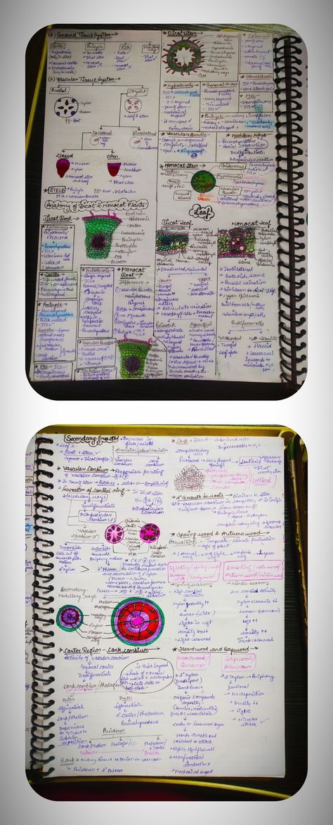 Handwritten detailed short notes 🌼 PAGE=02 ✔️✔️✔️ Anatomy Short Notes, Anatomy Of Flowering Plants Notes, Anatomy Of Flowering Plants, Notes Biology, Bio Notes, Neet Notes, Plant Notes, Study Biology, Short Notes