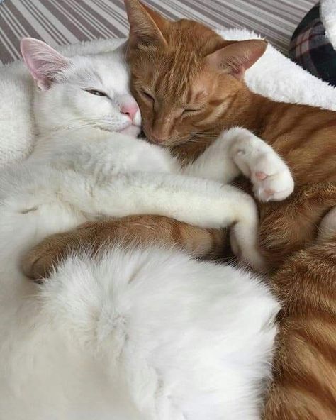 💞 Orange Cat And White Cat, White And Ginger Cat, Cat References, Cat Hug, Cat Couple, Cat Cuddle, New Cat, Kitten Pictures, White Cats