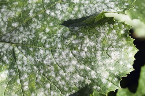 What Can I Do About Powdery Mildew on My Plants? - Do it Best - World's Largest Hardware Store Fungicide For Plants, Starting Vegetable Seeds, Common Garden Plants, Growing Zucchini, Zucchini Plants, Squash Plant, Cucumber Beetles, Vegetable Plants, Plant Problems