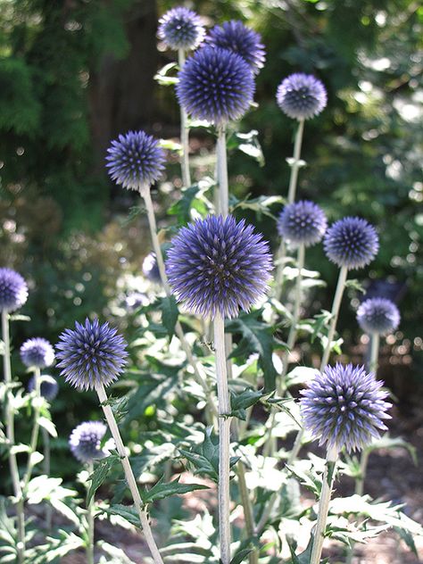 Blue Globe Thistle, Globe Thistle, Low Water Gardening, Blue Garden, Kew Gardens, Back Garden, Front Garden, Dream Garden, Water Garden