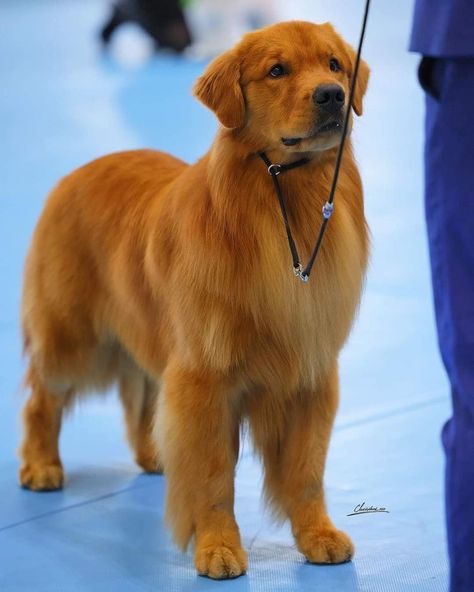 Showline Golden Retriever, Show Golden Retriever, Show Line Golden Retriever, Golden Retriever Baby, Golden Retriever Owner, Animal Photography Wildlife, Old Golden Retriever, Dogs Breeds, Puppy Lover