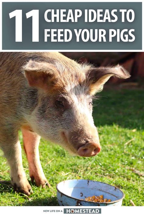 Pig Care Tips, Pig Hut Ideas, What To Feed Pigs, What Can Pigs Eat, Outdoor Pig Pen Ideas, Homemade Pig Feed, Raising Pigs For Beginners, Pig Feed Recipes, Pig Pens Ideas