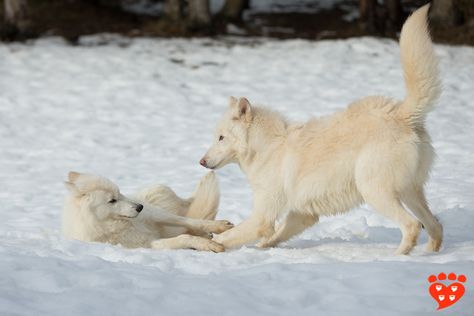 Two young wolves playing in the snow - both dogs and wolves play bow, so what does it mean? Wolf Pups Playing, Dogs And Wolves, Wolves Playing, Dogs Playing Together, Wolf Playing, Two Wolves Art, Puppies Playing, Playing In The Snow, Dog Playing