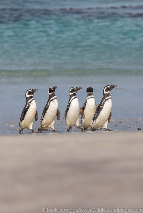 Magellanic Penguins Penguin Adelie, Magellanic Penguins, Penguins In Madagascar, Penguin In Antarctica, Magellanic Penguin, Galapagos Penguin, Alaska Photos, Penguins Swimming Underwater, Penguin Species