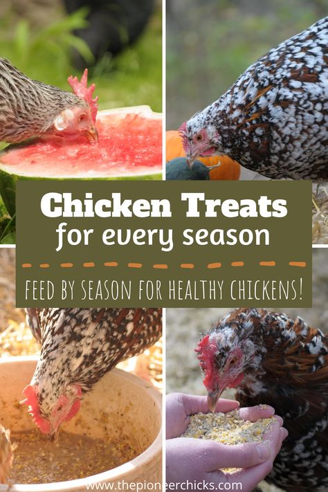 Homestead Chicken Treats by Season - The Pioneer Chicks Chicken Treat Ideas, Fun Things For Chickens, Chicken Bedding Ideas, Chicken Garden Ideas, Diy Chicken, Treats For Chickens, Chicken Enrichment, Chicken Pet, Chicken Coop Toys Ideas