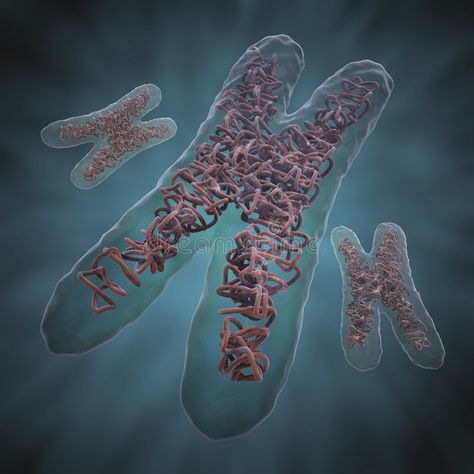 Chromosome X. 3D illustration of three chromosomes X , #AFF, #Chromosome, #illustration, #chromosomes #ad 3d Illustration, Fertility, Animals And Pets, Stock Images Free, Stock Illustration, Stock Images, Royalty Free, Medical, Animals