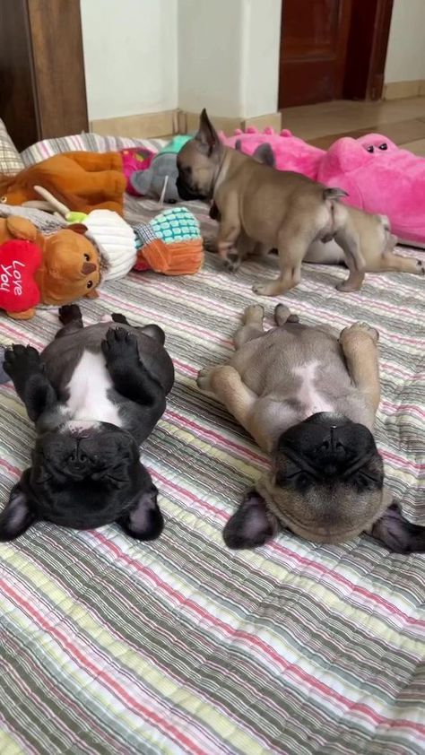 Mood preferido de bulldog frenchies 😂 . credit: french_bulldog_shops #frenchie #frenchies #frenchbulldog #frenchbulldogs #frenchbulldogpuppy Very Cute Puppies, French Dip, Cute Animals Puppies, Bull Dogs, Very Cute Dogs, Cute Dog Pictures, Cute Little Puppies, Super Cute Animals