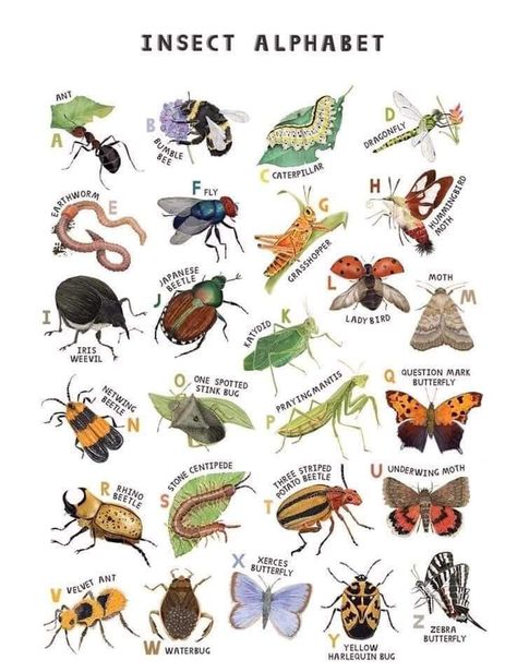 Insect Alphabet, Insect Poster, Insects Preschool, Insects Theme, A2 Poster, Nature Posters, Arthropods, Insect Art, Scientific Illustration