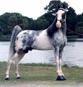 Tennessee Walking horse - - Pictures of Famous Walking Horses 3 Photos Of Horses, Tennessee Walker Horse, Tennessee Walker, Unusual Horse, Horse Markings, Horse Breeder, Tennessee Walking Horse, American Saddlebred, Walking Horse