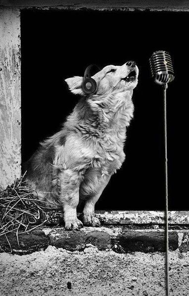 Arte Jazz, Hound Dog, Mans Best Friend, The Window, I Love Dogs, Dog Life, Beautiful Creatures, Funny Cute, Animals Beautiful