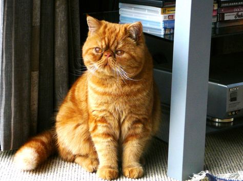 ¿Qué raza es Garfield? - National Geographic en Español Ideas For Cats, Exotic Shorthair Cat, Cat Years, Garfield Cat, F2 Savannah Cat, Exotic Cats, Exotic Shorthair, Cat Drinking, Cat Boarding