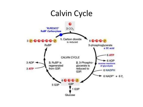 8.2.5 explain the light-independent reactions of photosynthesis Citric Acid Cycle, Light Reaction, A Level Biology, Medicine Studies, Chemical Bond, Potential Energy, Texas Tech University, Science Notes, Plant Cell