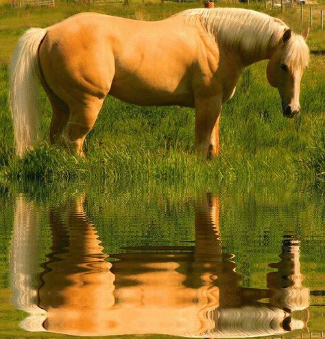 ~ Golden Reflection ~ Palomino Horses, Yellow Horse, Gorgeous Horses, Horse Pics, Palomino Horse, Sketching Ideas, Most Beautiful Animals, Majestic Horse, All The Pretty Horses