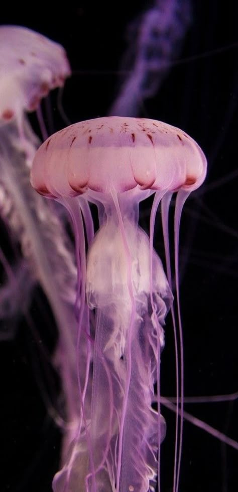 Jellyfish Aesthetic, Jellyfish Lantern, Jellyfish Jewelry, Jellyfish Illustration, Jellyfish Photography, Jellyfish Tank, Jellyfish Aquarium, Jellyfish Light, Jellyfish Painting