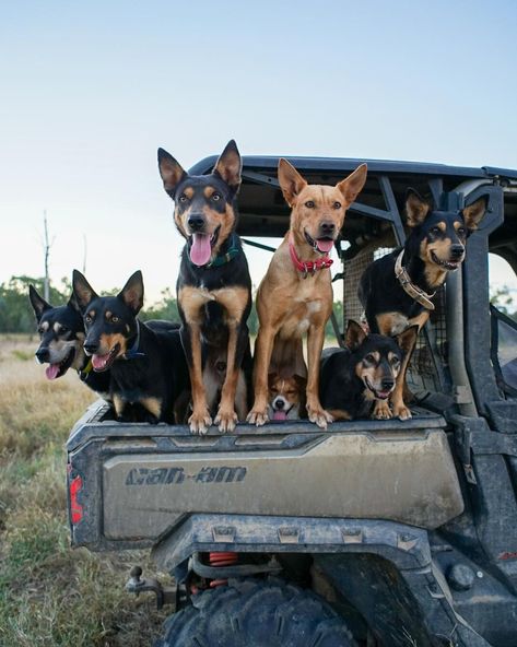 This crew was ready and waiting to educate some weaners. So grateful for these dogs 🥰 L-R Killili Tap, Malthoid Carbon, Malthoid Hashtag, Malthoid Glimmer, S/B Kelly and Clermont Korra ❤️ also Bucket the Russel who tagged along for the ride😆 #workingkelpie #dogsareagirlsbestfriend #workingkelpies #workingdog #kelpie Red Kelpie, Kelpie Puppy, Kelpie Dog, Australian Kelpie Dog, Australian Kelpie, Farm Lifestyle, Dog Area, Working Dog, Along For The Ride