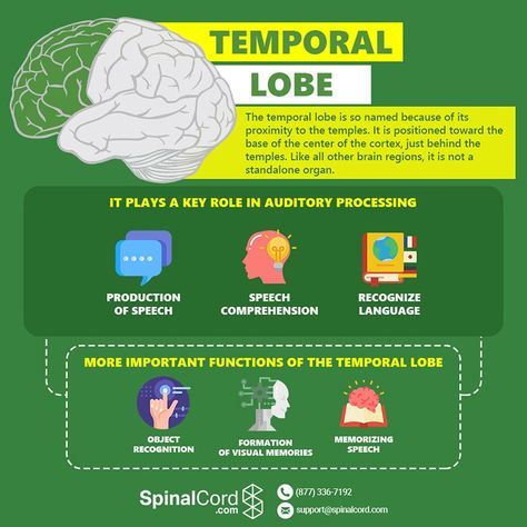 Frontal Lobe Damage, Frontal Lobe Function, Parietal Lobe, Brain Lobes, Temporal Lobe, What Makes Us Human, Occipital Lobe, Ulnar Nerve, Visual Processing