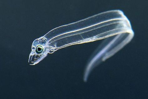 The Transparent Larval Stage of Eels (Leptocephalus) Ribbon Eel, Transparent Fish, Moray Eel, Bollywood Images, Baby Wolf, Funny Photoshop, Deep Sea Creatures, Ocean Lover, Weird Animals