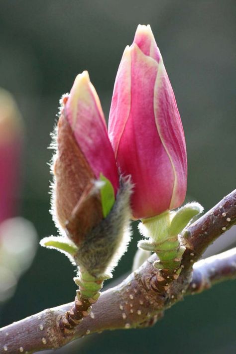 ✿❁✽Delightful✾✽❃ Magnolia Blossom, Magnolia Flower, Flower Bud, Beautiful Blooms, Flower Pictures, Flowers Photography, My Flower, Flower Drawing, Pretty Flowers