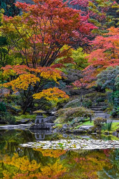 Seattle Japanese Garden, Famous Gardens, Evergreen State, Sea To Shining Sea, Japanese Gardens, Gorgeous Gardens, Art Inspiration Painting, Japanese Garden, Garden View