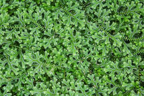 Ground Cover To Walk On, Stepable Ground Cover, Ground Cover Between Pavers, Shade Ground Cover Walkable, Ground Cover You Can Walk On, Walkable Ground Cover Grass Alternative, High Traffic Ground Cover, Ground Covers You Can Walk On, Mint Ground Cover