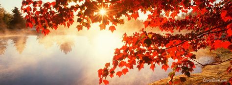 Facebook cover depicting beautiful red autumn leaves during the sunrise. Autumn Twitter Header, Fall Cover Photos, Fall Facebook Cover Photos, Fall Facebook Cover, Free Facebook Cover Photos, Autumn Pictures, Facebook Background, Autumn Leaves Wallpaper, Cover Pics For Facebook