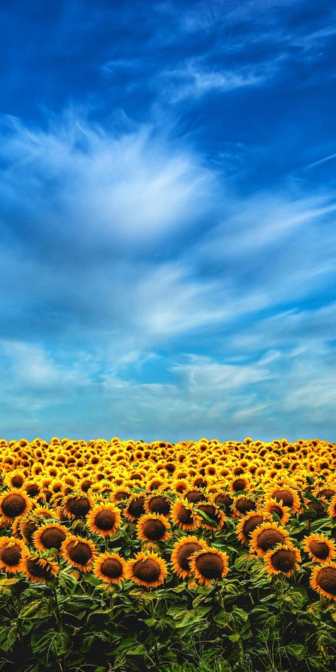 Sunflower Field Wallpaper, Sunflower Field Aesthetic, Kansas Sunflowers, Astetic Pics, Wallpaper Sunflower, High Resolution Wallpaper, Field Wallpaper, Sunflower Pictures, Sunflower Wallpaper