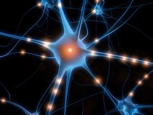 Career Options: Neuroscience  -    Neuroscientists come from a variety of fields...biology, chemistry, biochemistry, physics, psychology, and computer science. Biology Of Belief, Quantum Consciousness, Best Magnesium, خريطة ذهنية, Neural Connections, Quantum Entanglement, Restless Legs, Career Options, Human Brain