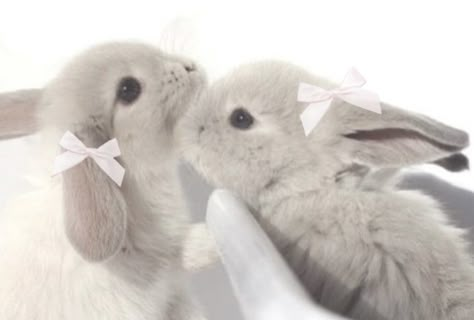 Bunny Pictures, Brunette Girl, Blogger Girl, Discord Server, Cute Little Animals, 귀여운 동물, Cute Bunny, Pet Shop, Rabbits