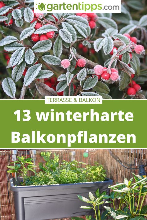 Winter Balcony Plants, Balkon Winter, Winter Balkon, Winter Balcony, Balcony Plants, Winter Plants, Home Inspiration, Balcony Decor, Urban Garden