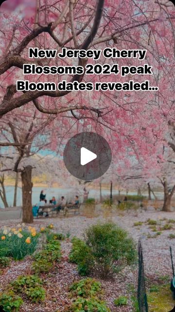 Sudipa| Travel & Food on Instagram: "Save & Share!   Please find the best places to see beautiful blooms in NJ- 📍Branch Brook Park-Newark, NJ 📍Frelinghuysen Arboretum – Morris Township, NJ 📍Reeves-Reed Arboretum – Summit, NJ 📍Rahway River Park – Rahway, NJ 📍Sayen Gardens – Hamilton, NJ 📍Chapel Ave – Cherry Hill, NJ 📍New Jersey Botanical Gardens- Ringwood, NJ 📍Hurd Park- Dover, NJ 📍Verona Park- Verona, NJ 📍Warinanco park- Linden, NJ New Jersey Cherry Blossoms peak bloom dates for year 2024 is April 4-14. Follow @travelwithsudipa for more updates.  #newjersey #branchbrookpark #cherryblossoms #njspring #njcherryblossoms" Ringwood Nj, Newark Nj, Cherry Hill, River Park, April 4, Year 2024, Beautiful Blooms, Cherry Blossoms, Travel Food