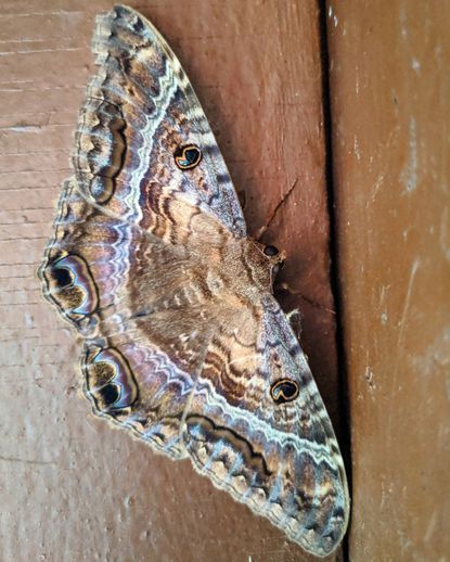 Giant moth often mistaken for a bat is spotted in Chicago, far from its native climate Long Tailed Burnet Moth, Flying At Night, Witch Moth, Black Witch Moth, Huge Moth, Leucistic Luna Moth, Giant Moth, Moth Wing Close Up, Large Moth