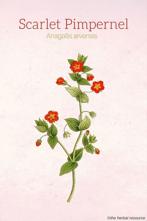 Scarlet Pimpernel (Anagallis arvensis) Scarlet Pimpernel, Medical Herbs, Medicinal Herb, Herbal Plants, Healthy Herbs, Herbal Apothecary, Healing Plants, Herbal Healing, Herbs For Health