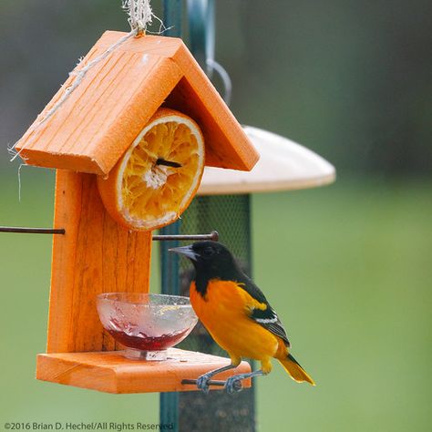 Oriole Bird Feeders, Baltimore Orioles Birds, Bird Feeder Station, Backyard Birds Sanctuary, Oriole Bird, Hummingbird Nectar, Baltimore Oriole, Homemade Bird Houses, Homemade Bird Feeders