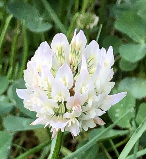 Trifolium repens (Clover, Dutch Clover, Ladino Clover, Purple Dutch Clover, Shamrock, White Clover) | North Carolina Extension Gardener Plant Toolbox White Dutch Clover, Nitrogen Fixation, White Clover, Weeds In Lawn, Ground Covers, Clover Flower, Agriculture Farming, Sustainable Agriculture, Wrist Tattoo