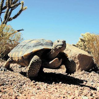 Tortoise Reference, Nails Turtle, Desert Turtle, Tortoise Run, Tortoise Pictures, Desert Creatures, Terrestrial Animals, Tortoise Nails, Tortoise Art